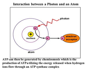 Interaction between a Photon and an Atom
ATP can then be generated by chemiosmosis which is the
production of ATPutilizing the energy released when hydrogen
ions flow through an ATP synthase complex
 