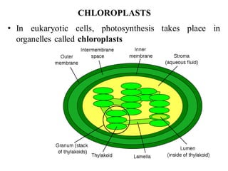 CHLOROPLASTS
• In eukaryotic cells, photosynthesis takes place in
organelles called chloroplasts
 
