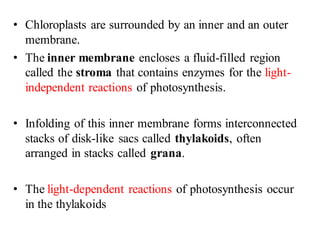 • Chloroplasts are surrounded by an inner and an outer
membrane.
• The inner membrane encloses a fluid-filled region
called the stroma that contains enzymes for the light-
independent reactions of photosynthesis.
• Infolding of this inner membrane forms interconnected
stacks of disk-like sacs called thylakoids, often
arranged in stacks called grana.
• The light-dependent reactions of photosynthesis occur
in the thylakoids
 