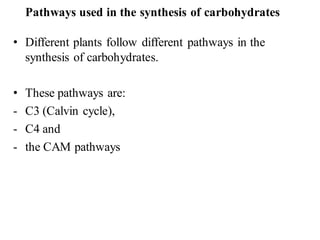 Pathways used in the synthesis of carbohydrates
• Different plants follow different pathways in the
synthesis of carbohydrates.
• These pathways are:
- C3 (Calvin cycle),
- C4 and
- the CAM pathways
 