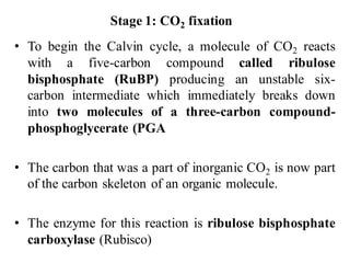 Stage 1: CO2 fixation
• To begin the Calvin cycle, a molecule of CO2 reacts
with a five-carbon compound called ribulose
bisphosphate (RuBP) producing an unstable six-
carbon intermediate which immediately breaks down
into two molecules of a three-carbon compound-
phosphoglycerate (PGA
• The carbon that was a part of inorganic CO2 is now part
of the carbon skeleton of an organic molecule.
• The enzyme for this reaction is ribulose bisphosphate
carboxylase (Rubisco)
 