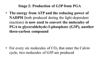 Stage 2: Production of G3P from PGA
• The energy from ATP and the reducing power of
NADPH (both produced during the light-dependent
reactions) is now used to convert the molecules of
PGA to glyceraldehyde-3-phosphate (G3P), another
three-carbon compound
• For every six molecules of CO2 that enter the Calvin
cycle, two molecules of G3P are produced
 