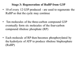Stage 3: Regeneration of RuBP from G3P
• 10 of every 12 G3P produced - are used to regenerate the
RuBP so that the cycle may continue
• Ten molecules of the three-carbon compound G3P
eventually form six molecules of the four-carbon
compound ribulose phosphate (RP)
• Each molecule of RP then becomes phosphorylated by
the hydrolysis of ATP to produce ribulose bisphosphate
(RuBP)
 