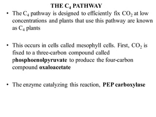 THE C4 PATHWAY
• The C4 pathway is designed to efficiently fix CO2 at low
concentrations and plants that use this pathway are known
as C4 plants
• This occurs in cells called mesophyll cells. First, CO2 is
fixed to a three-carbon compound called
phosphoenolpyruvate to produce the four-carbon
compound oxaloacetate
• The enzyme catalyzing this reaction, PEP carboxylase
 