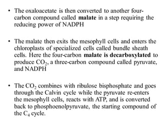 • The oxaloacetate is then converted to another four-
carbon compound called malate in a step requiring the
reducing power of NADPH
• The malate then exits the mesophyll cells and enters the
chloroplasts of specialized cells called bundle sheath
cells. Here the four-carbon malate is decarboxylated to
produce CO2, a three-carbon compound called pyruvate,
and NADPH
• The CO2 combines with ribulose bisphosphate and goes
through the Calvin cycle while the pyruvate re-enters
the mesophyll cells, reacts with ATP, and is converted
back to phosphoenolpyruvate, the starting compound of
the C4 cycle.
 