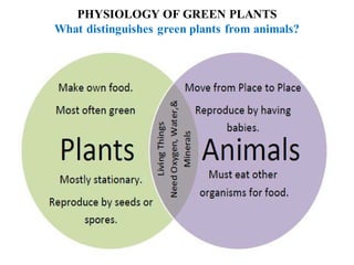 PHYSIOLOGY OF GREEN PLANTS
What distinguishes green plants from animals?
 