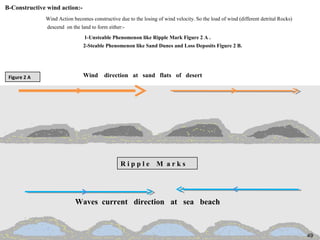 49
B-Constructive wind action:-
Wind Action becomes constructive due to the losing of wind velocity. So the load of wind (different detrital Rocks)
descend on the land to form either:-
1-Unsteable Phenomenon like Ripple Mark Figure 2 A .
2-Steable Phenomenon like Sand Dunes and Loss Deposits Figure 2 B.
49
Wind direction at sand flats of desert
Waves current direction at sea beach
R i p p l e M a r k s
Figure 2 A
49
 