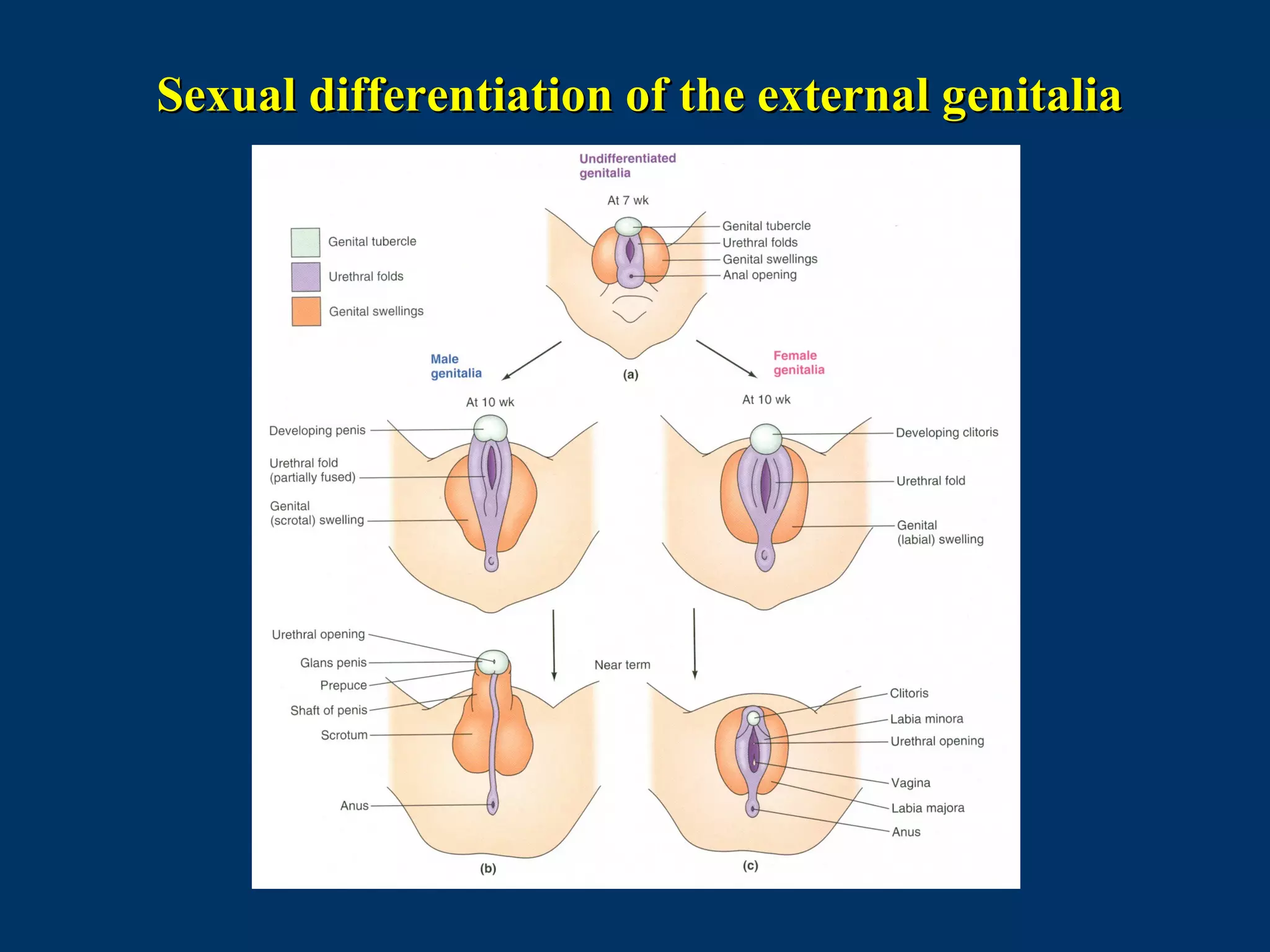 Sexual differentiation of the external genitaliaSexual differentiation of the external genitalia
 