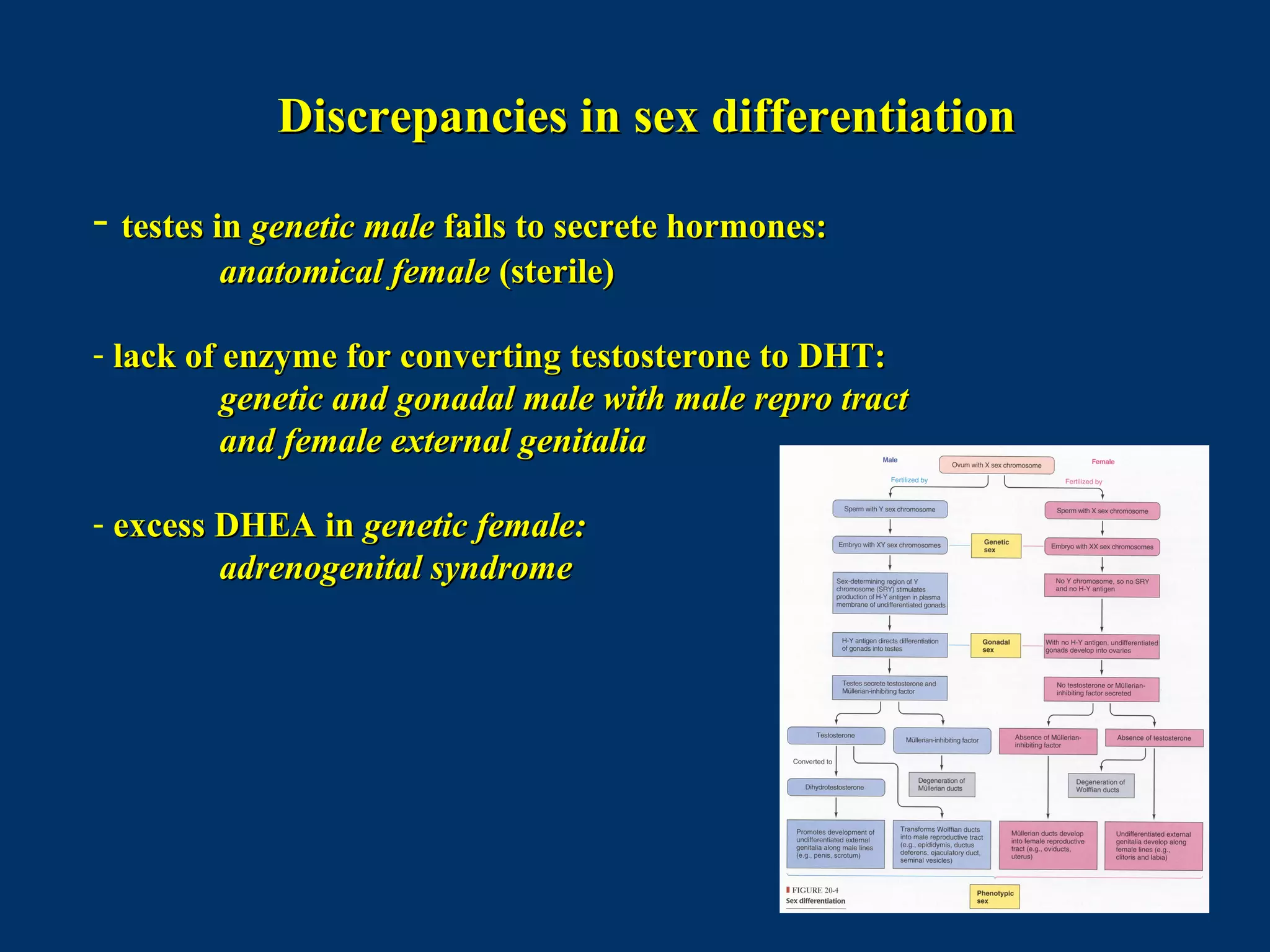 Discrepancies in sex differentiationDiscrepancies in sex differentiation
- testes intestes in genetic malegenetic male fails to secrete hormones:fails to secrete hormones:
anatomical femaleanatomical female (sterile)(sterile)
- lack of enzyme for converting testosterone to DHT:lack of enzyme for converting testosterone to DHT:
genetic and gonadal male with male repro tractgenetic and gonadal male with male repro tract
and female external genitaliaand female external genitalia
- excess DHEA inexcess DHEA in genetic female:genetic female:
adrenogenital syndromeadrenogenital syndrome
 