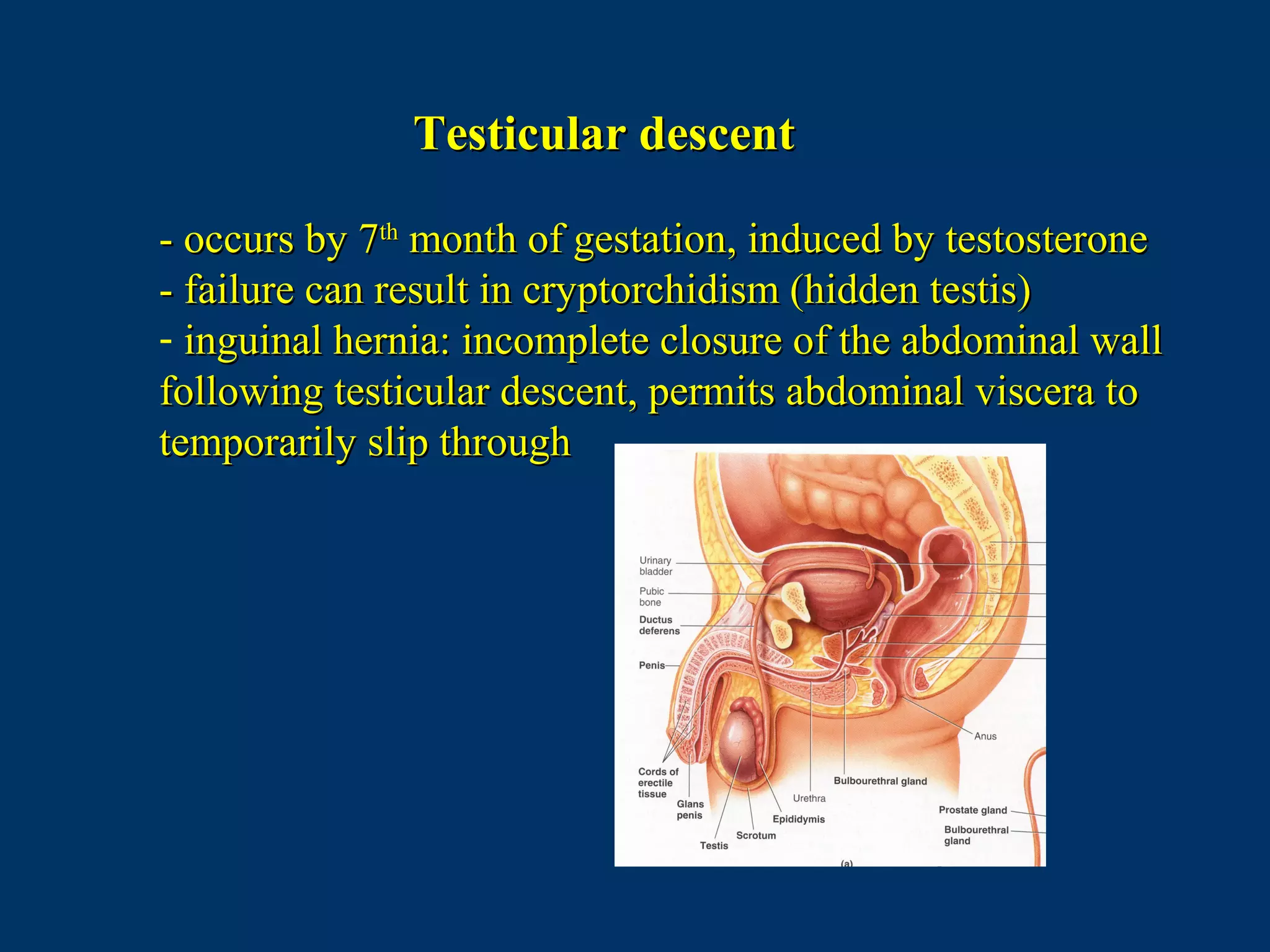 Testicular descentTesticular descent
- occurs by 7- occurs by 7thth
month of gestation, induced by testosteronemonth of gestation, induced by testosterone
- failure can result in cryptorchidism (hidden testis)- failure can result in cryptorchidism (hidden testis)
- inguinal hernia: incomplete closure of the abdominal wallinguinal hernia: incomplete closure of the abdominal wall
following testicular descent, permits abdominal viscera tofollowing testicular descent, permits abdominal viscera to
temporarily slip throughtemporarily slip through
 