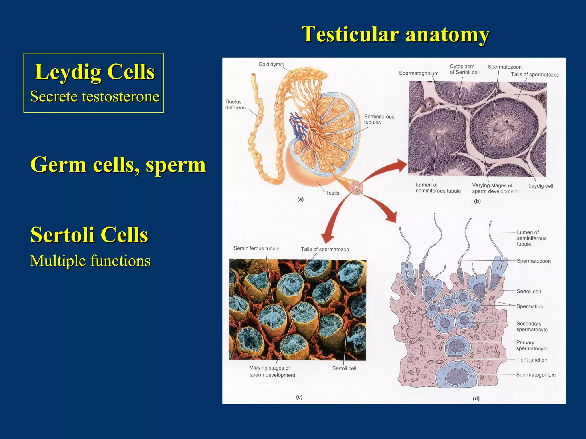 Testicular anatomyTesticular anatomy
Leydig CellsLeydig Cells
Secrete testosteroneSecrete testosterone
Germ cells, spermGerm cells, sperm
Sertoli CellsSertoli Cells
Multiple functionsMultiple functions
 