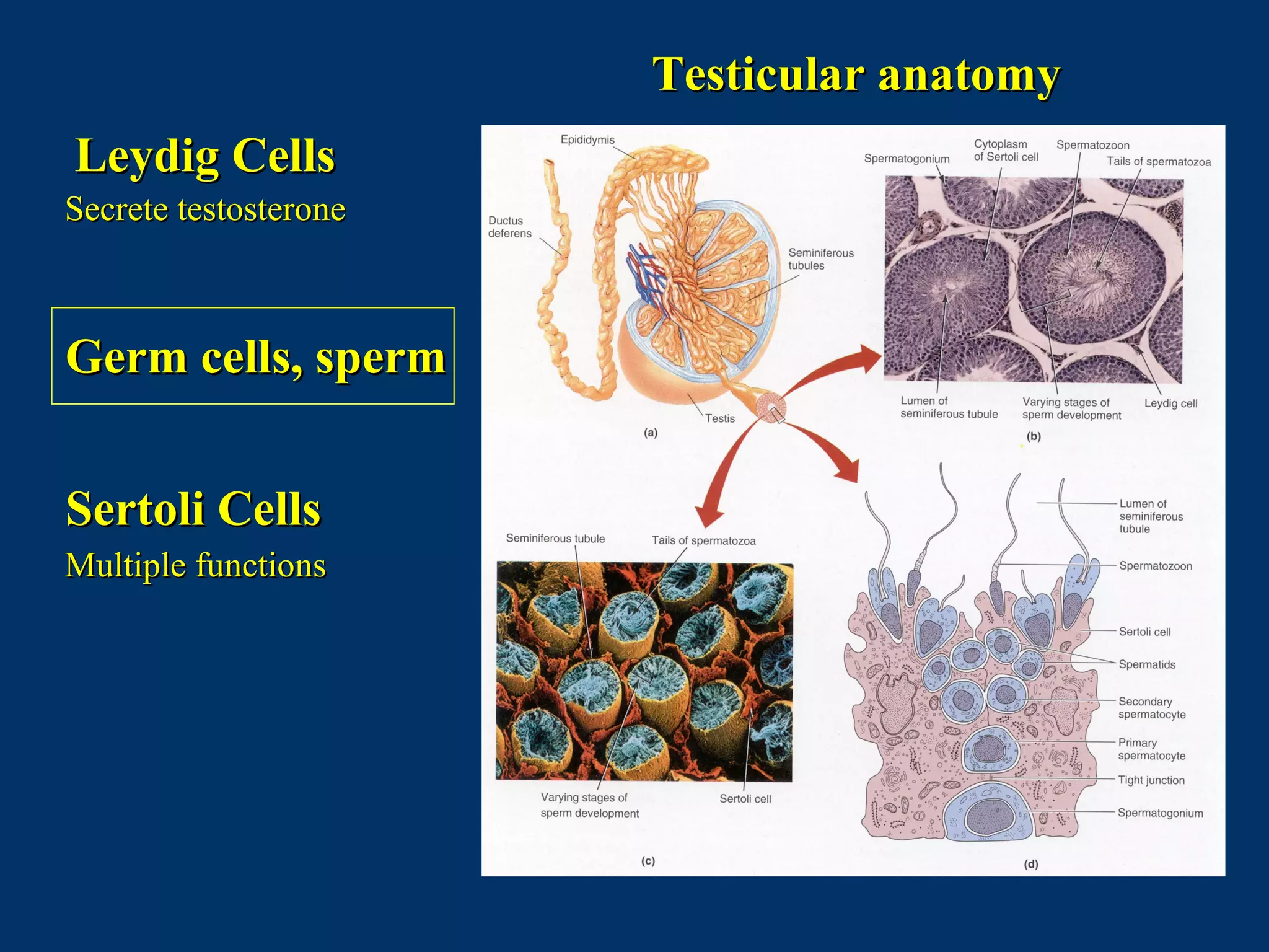 Testicular anatomyTesticular anatomy
Leydig CellsLeydig Cells
Secrete testosteroneSecrete testosterone
Germ cells, spermGerm cells, sperm
Sertoli CellsSertoli Cells
Multiple functionsMultiple functions
 