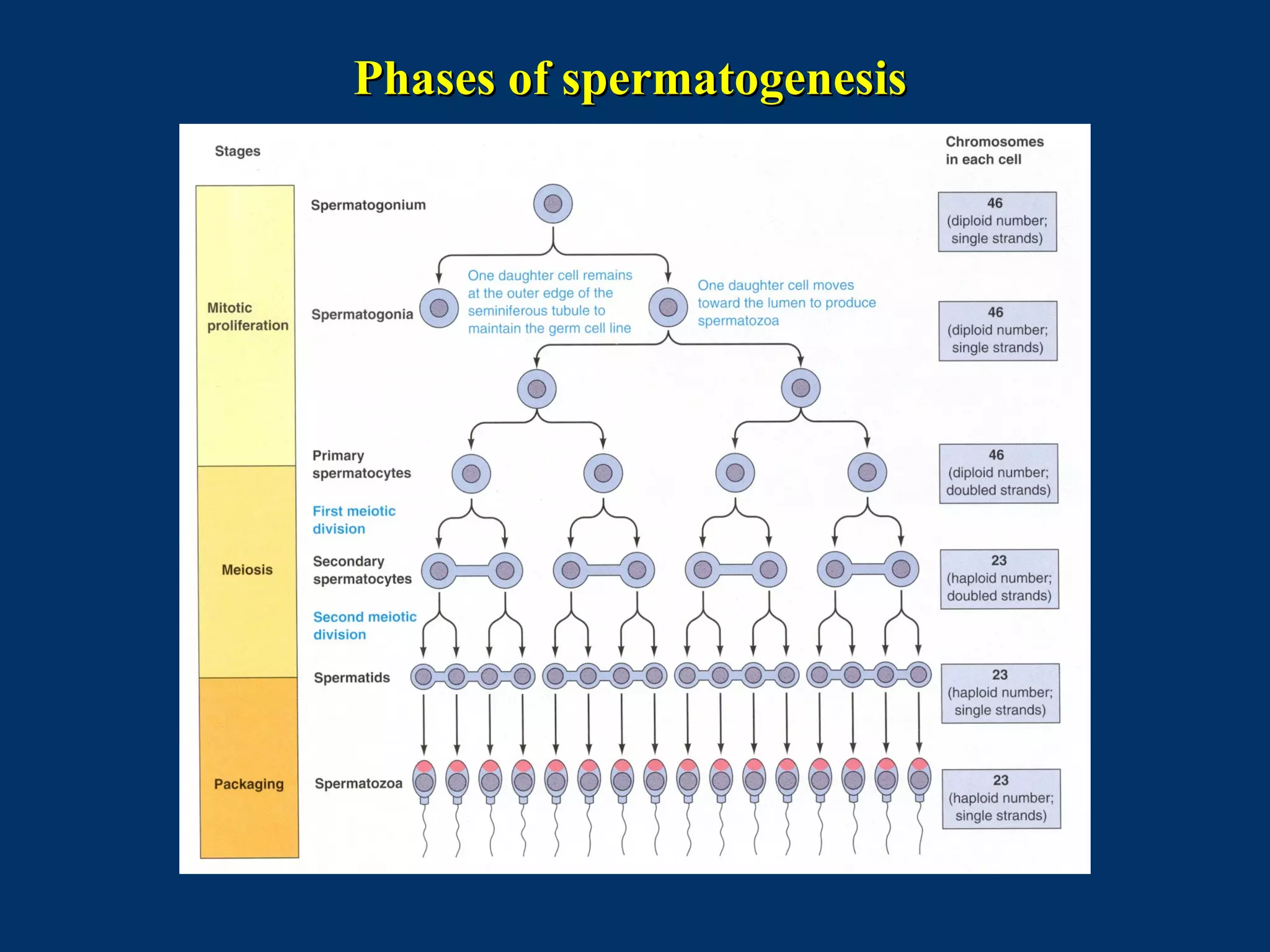 Phases of spermatogenesisPhases of spermatogenesis
 