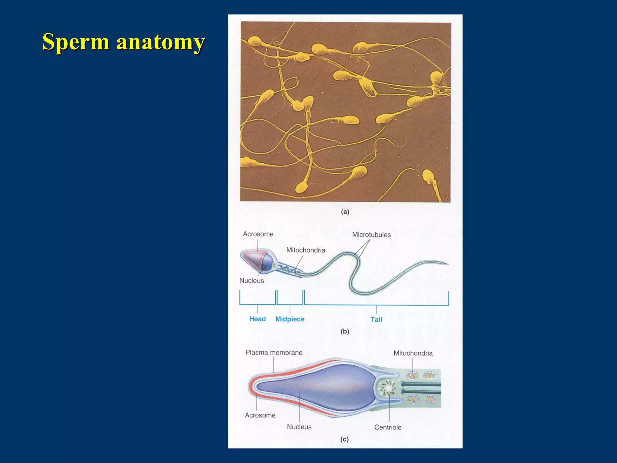Sperm anatomySperm anatomy
 