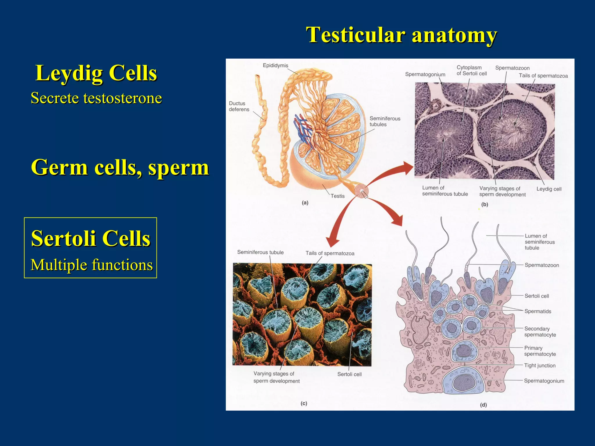 Testicular anatomyTesticular anatomy
Leydig CellsLeydig Cells
Secrete testosteroneSecrete testosterone
Germ cells, spermGerm cells, sperm
Sertoli CellsSertoli Cells
Multiple functionsMultiple functions
 