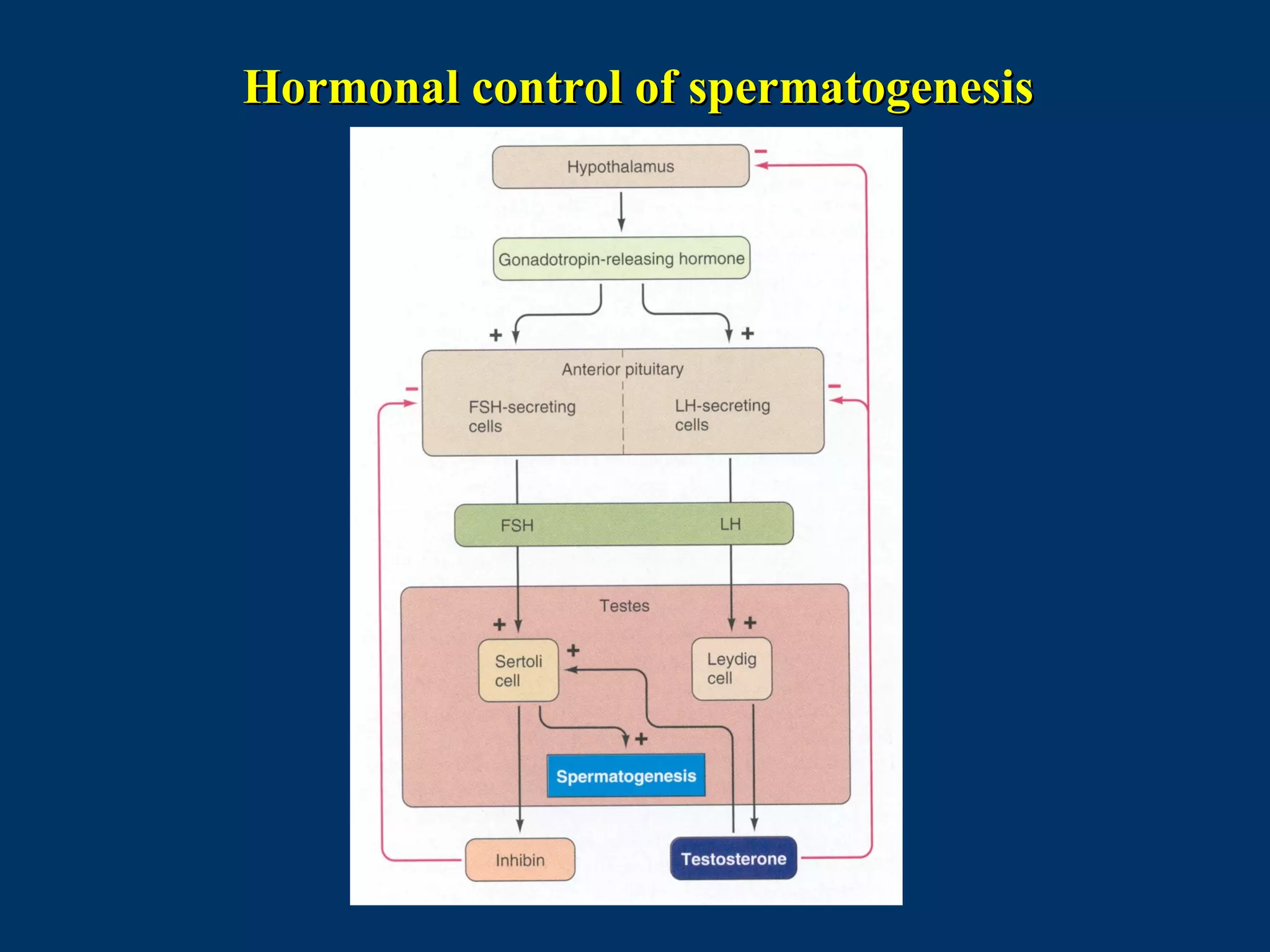 Hormonal control of spermatogenesisHormonal control of spermatogenesis
 