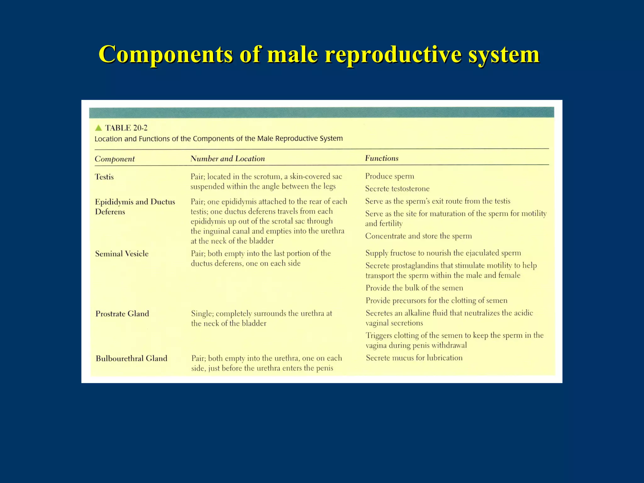 Components of male reproductive systemComponents of male reproductive system
 