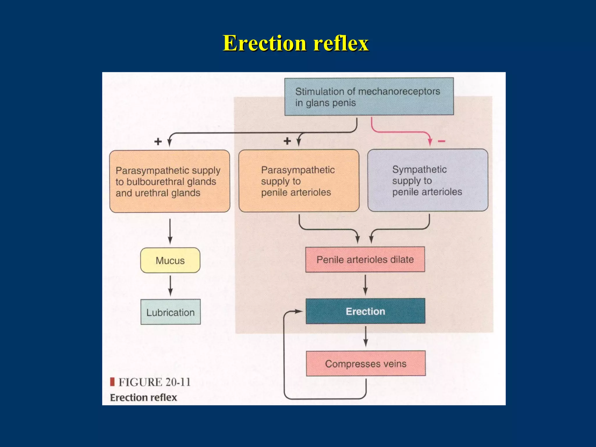 Erection reflexErection reflex
 