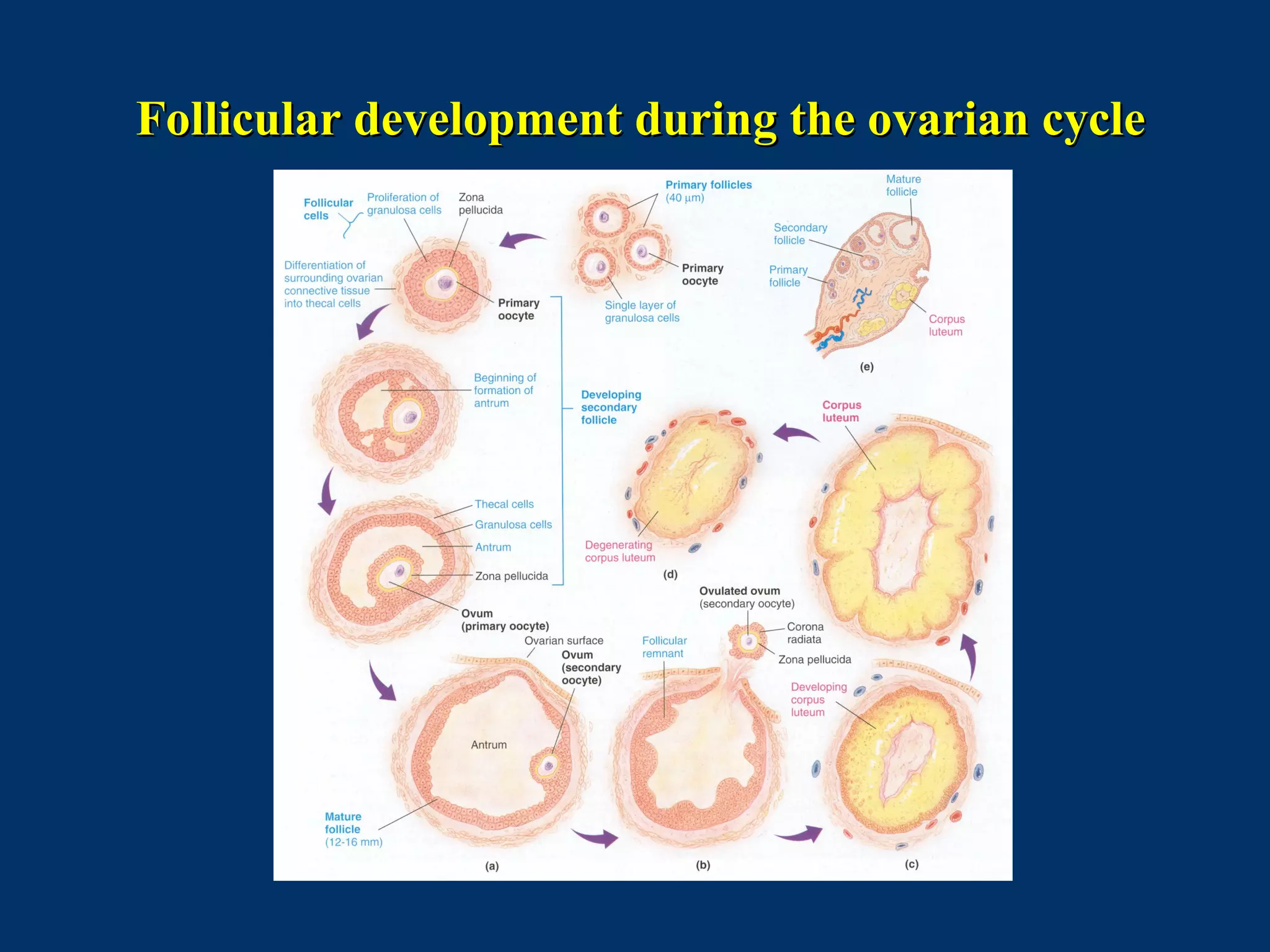 Follicular development during the ovarian cycleFollicular development during the ovarian cycle
 
