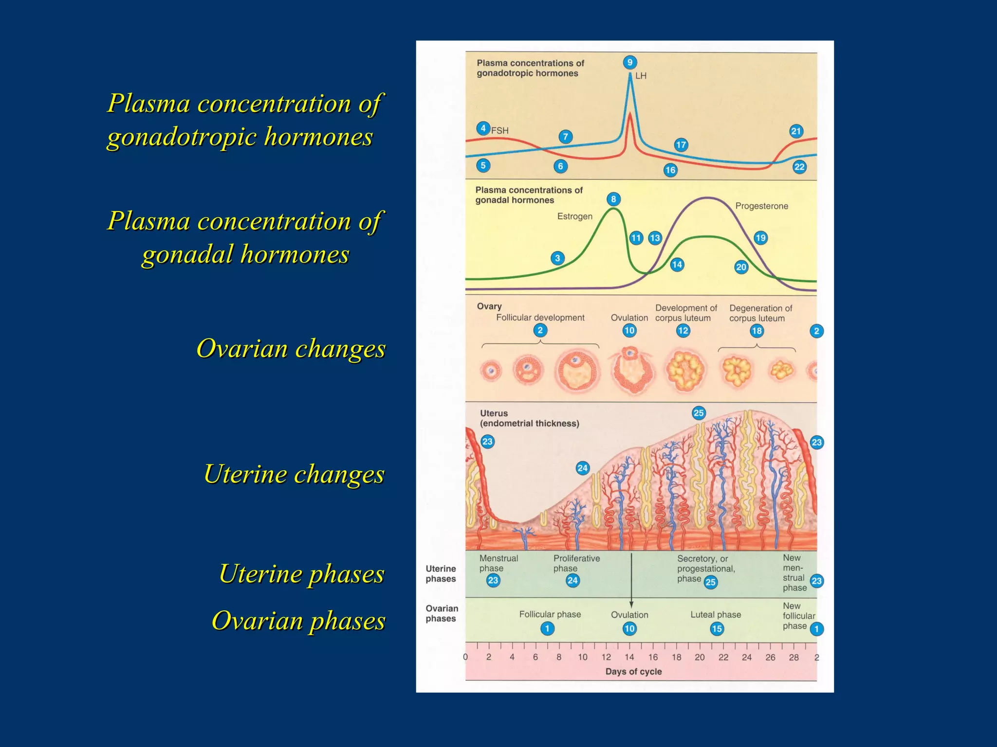 Plasma concentration ofPlasma concentration of
gonadotropic hormonesgonadotropic hormones
Plasma concentration ofPlasma concentration of
gonadal hormonesgonadal hormones
Ovarian phasesOvarian phases
Uterine changesUterine changes
Uterine phasesUterine phases
Ovarian changesOvarian changes
 