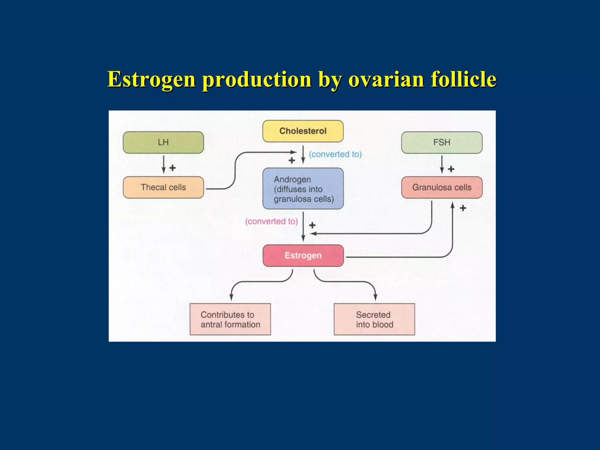 Estrogen production by ovarian follicleEstrogen production by ovarian follicle
 