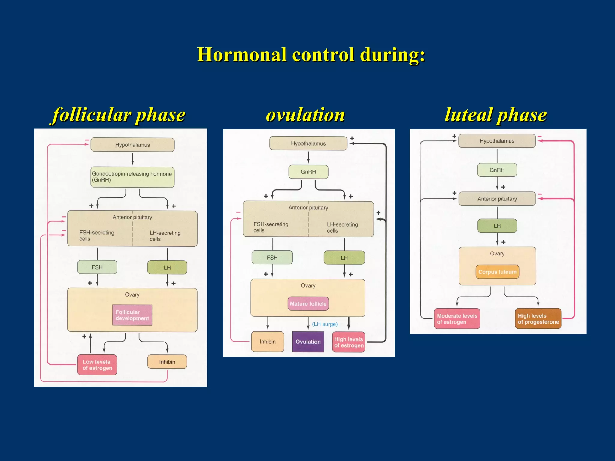 luteal phaseluteal phaseovulationovulationfollicular phasefollicular phase
Hormonal control during:Hormonal control during:
 