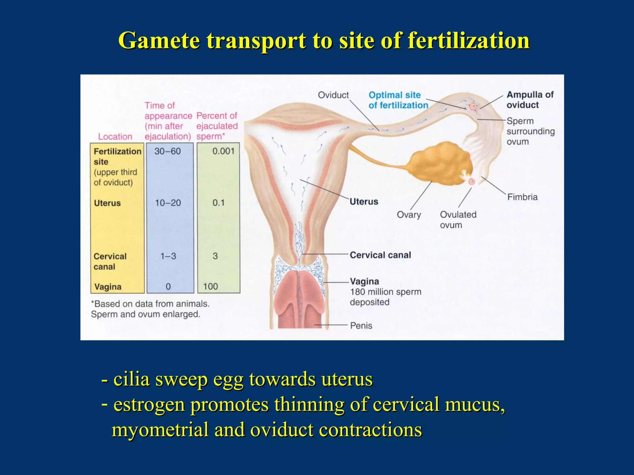 Gamete transport to site of fertilizationGamete transport to site of fertilization
- cilia sweep egg towards uterus- cilia sweep egg towards uterus
- estrogen promotes thinning of cervical mucus,estrogen promotes thinning of cervical mucus,
myometrial and oviduct contractionsmyometrial and oviduct contractions
 