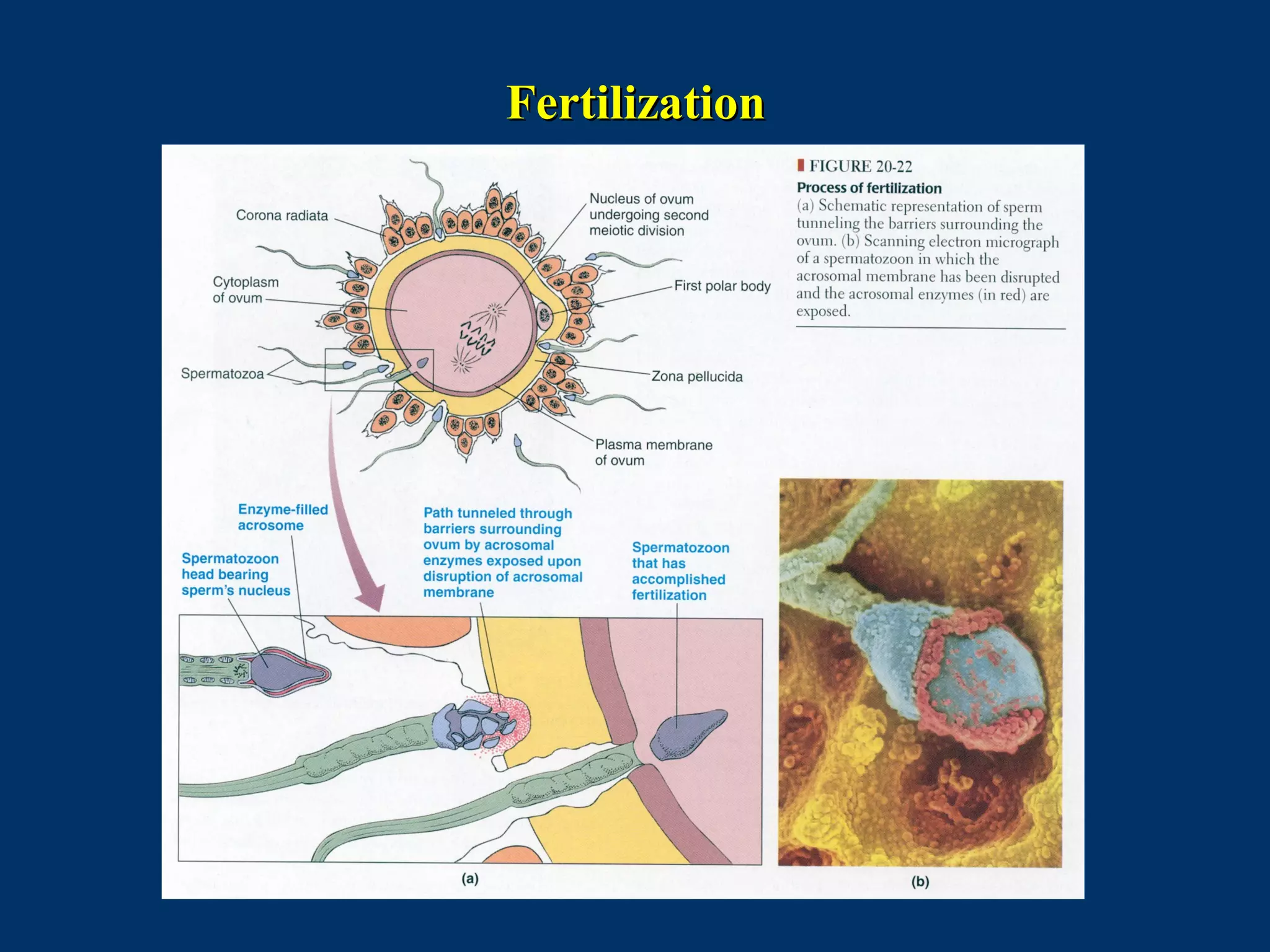 FertilizationFertilization
 