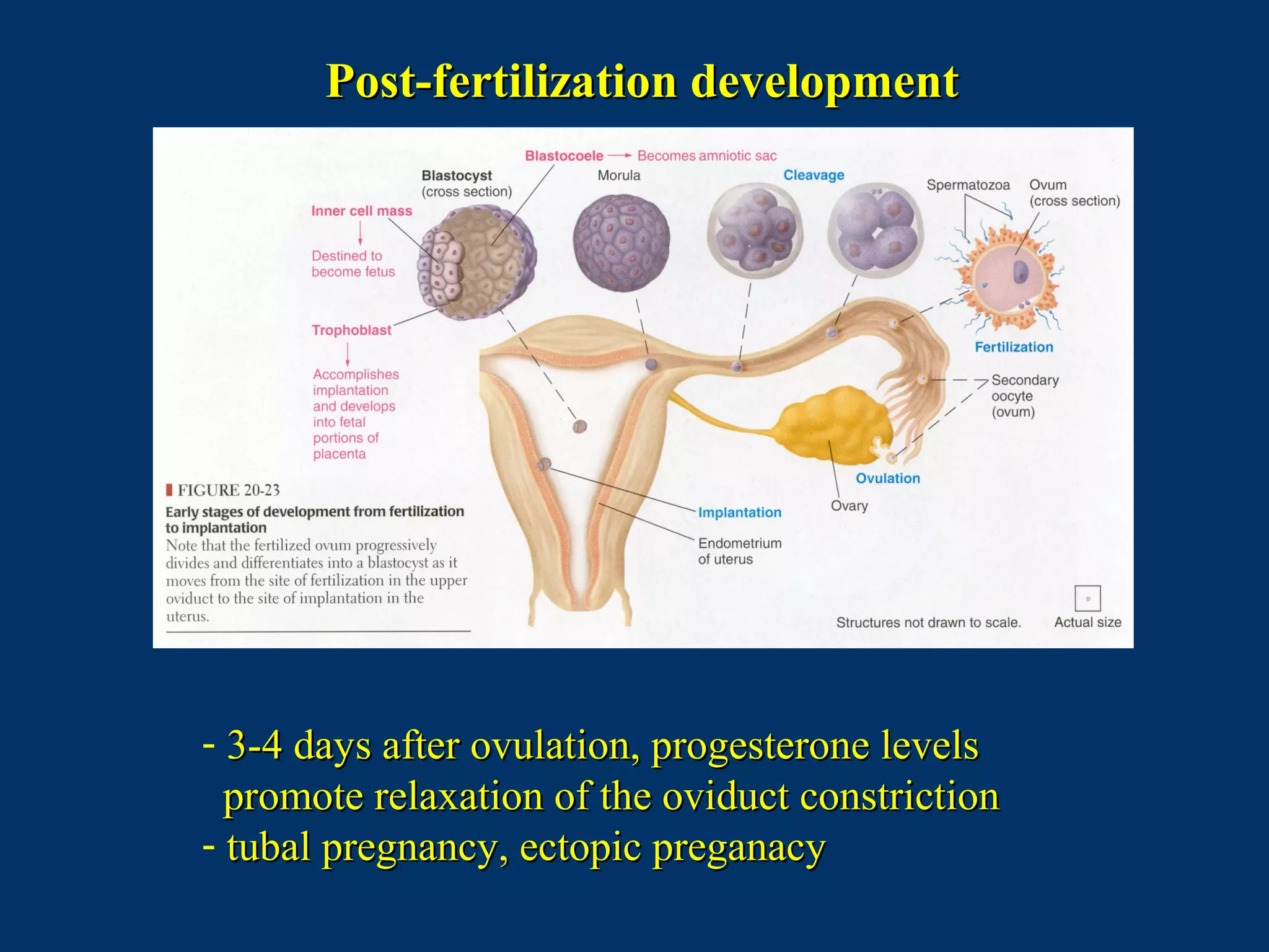 Post-fertilization developmentPost-fertilization development
- 3-4 days after ovulation, progesterone levels3-4 days after ovulation, progesterone levels
promote relaxation of the oviduct constrictionpromote relaxation of the oviduct constriction
- tubal pregnancy, ectopic preganacytubal pregnancy, ectopic preganacy
 