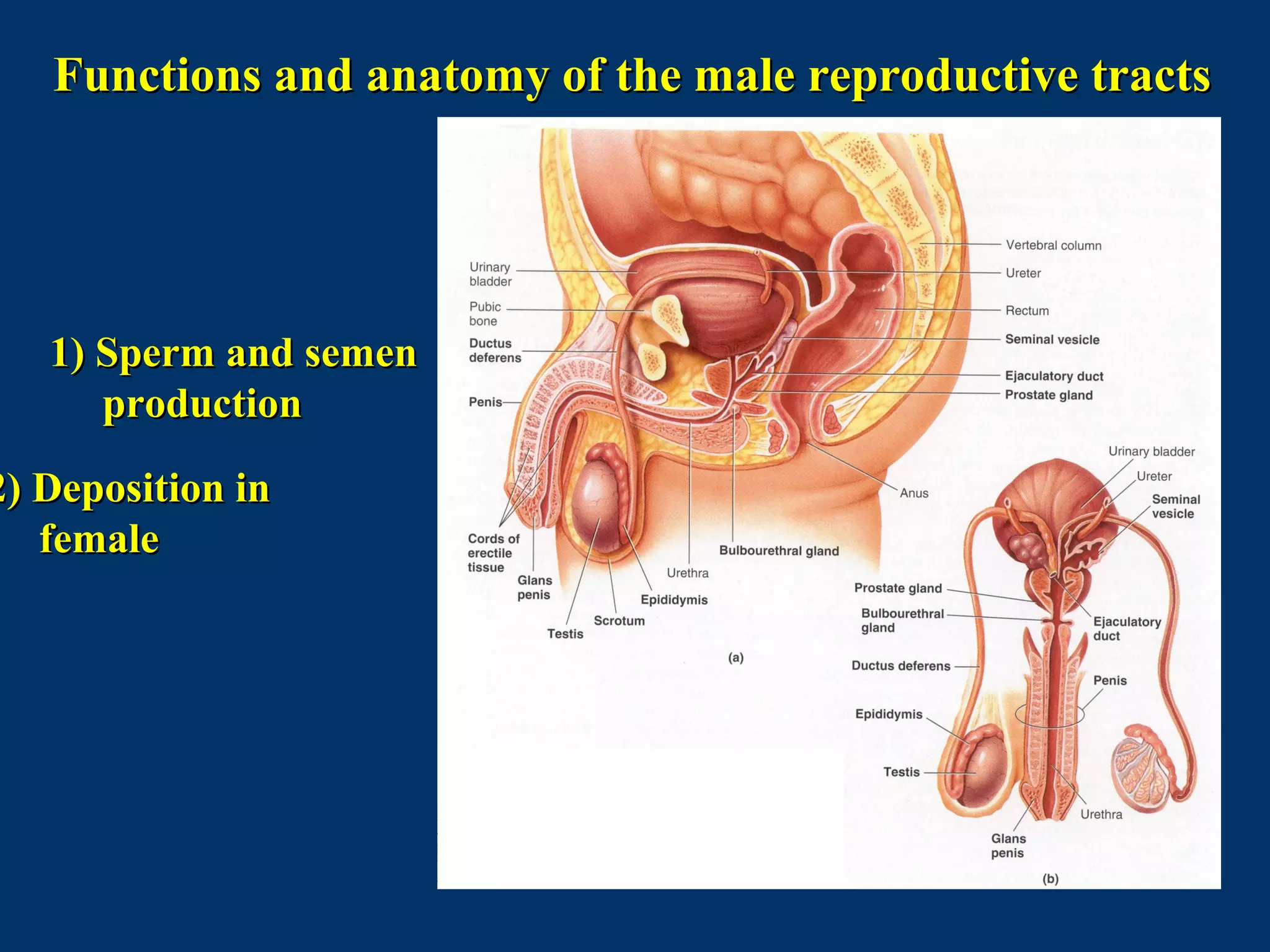 Functions and anatomy of the male reproductive tractsFunctions and anatomy of the male reproductive tracts
1) Sperm and semen1) Sperm and semen
productionproduction
2) Deposition in2) Deposition in
femalefemale
 