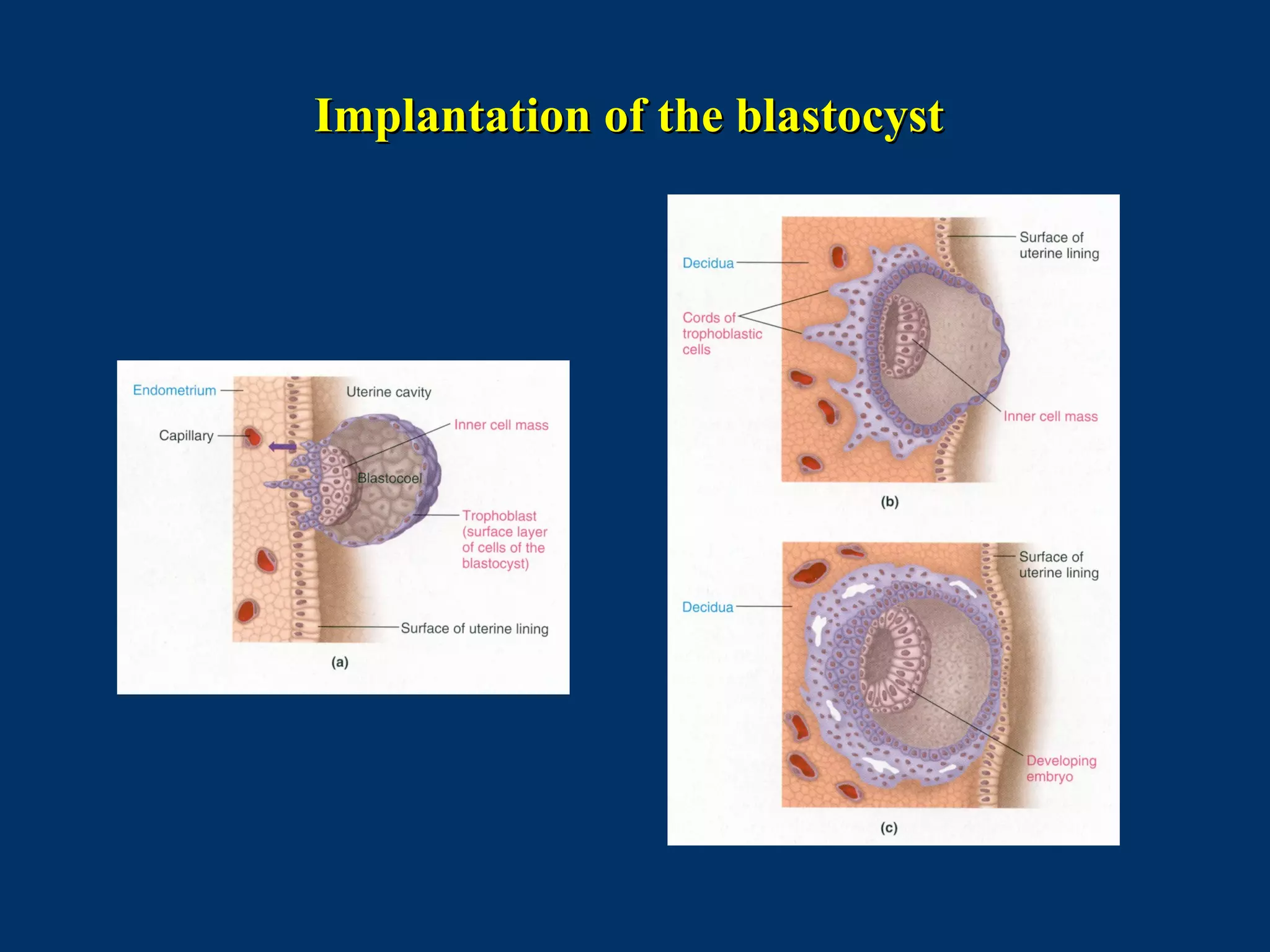 Implantation of the blastocystImplantation of the blastocyst
 