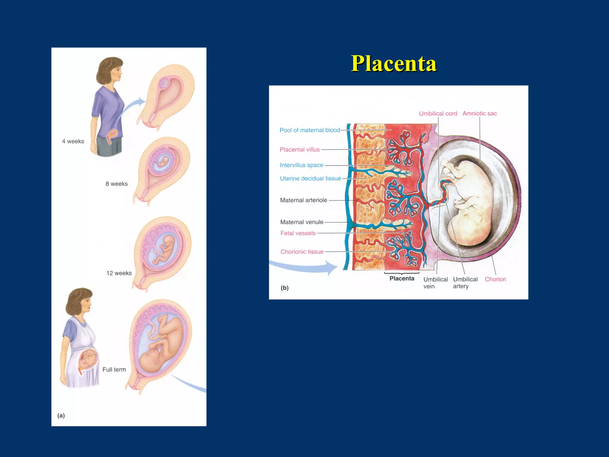 PlacentaPlacenta
 