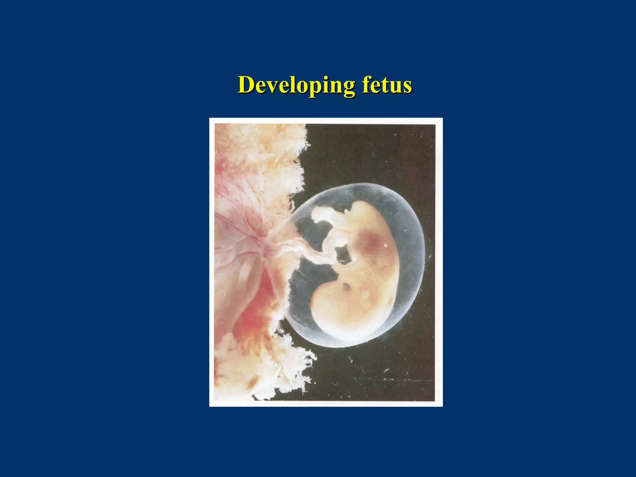 Developing fetusDeveloping fetus
 