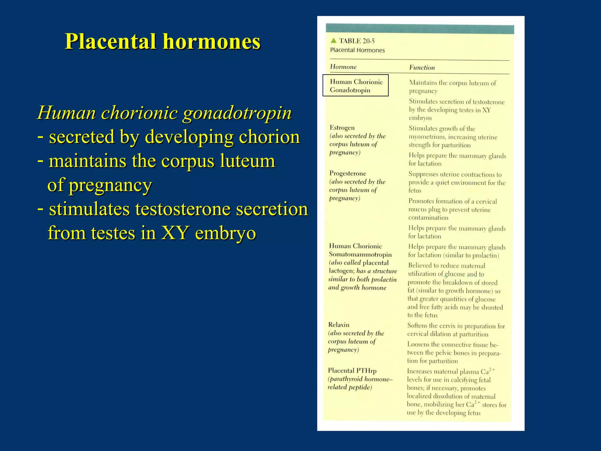 Placental hormonesPlacental hormones
Human chorionic gonadotropinHuman chorionic gonadotropin
- secreted by developing chorionsecreted by developing chorion
- maintains the corpus luteummaintains the corpus luteum
of pregnancyof pregnancy
- stimulates testosterone secretionstimulates testosterone secretion
from testes in XY embryofrom testes in XY embryo
 