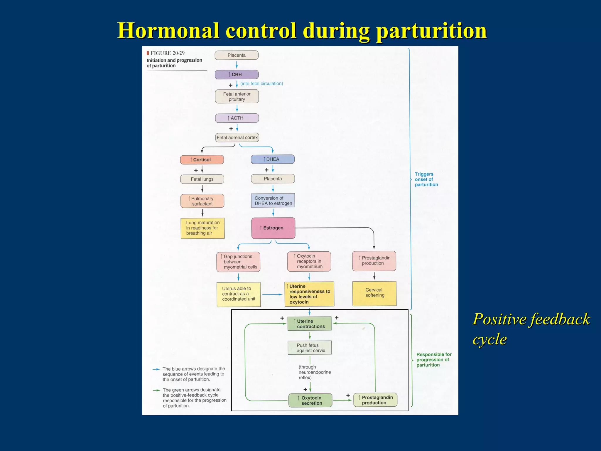 Hormonal control during parturitionHormonal control during parturition
Positive feedbackPositive feedback
cyclecycle
 