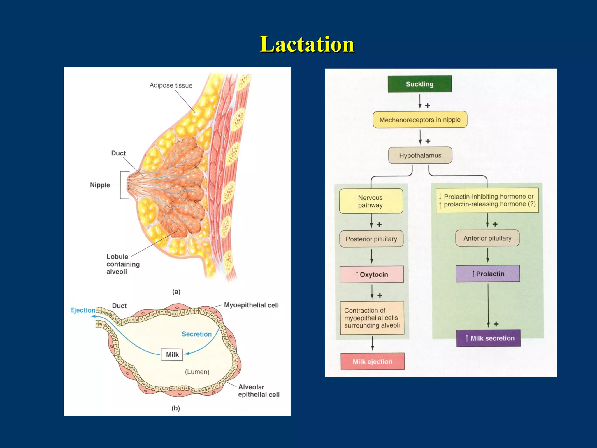 LactationLactation
 