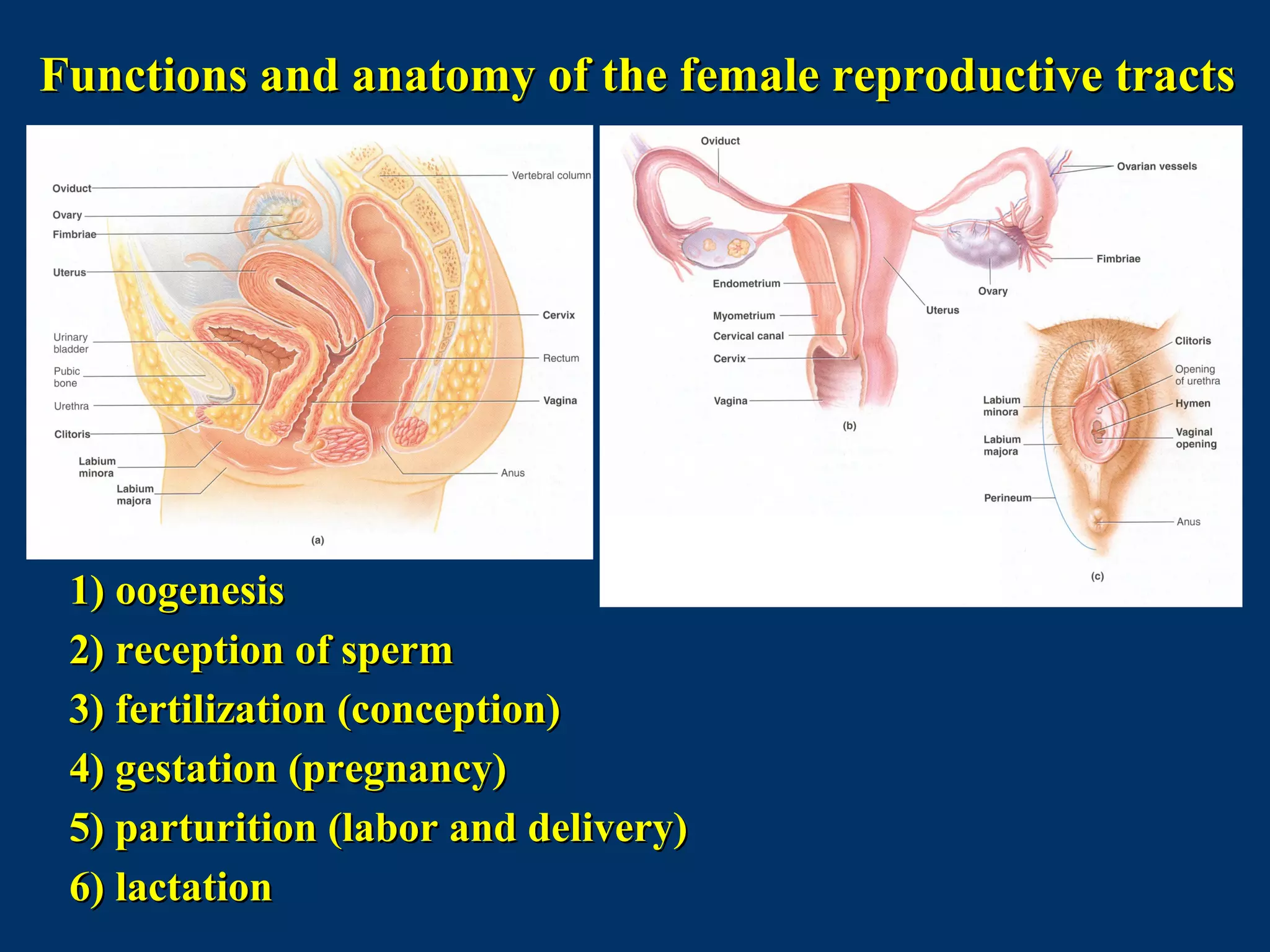 Functions and anatomy of the female reproductive tractsFunctions and anatomy of the female reproductive tracts
1) oogenesis1) oogenesis
2) reception of sperm2) reception of sperm
3) fertilization (conception)3) fertilization (conception)
4) gestation (pregnancy)4) gestation (pregnancy)
5) parturition (labor and delivery)5) parturition (labor and delivery)
6) lactation6) lactation
 