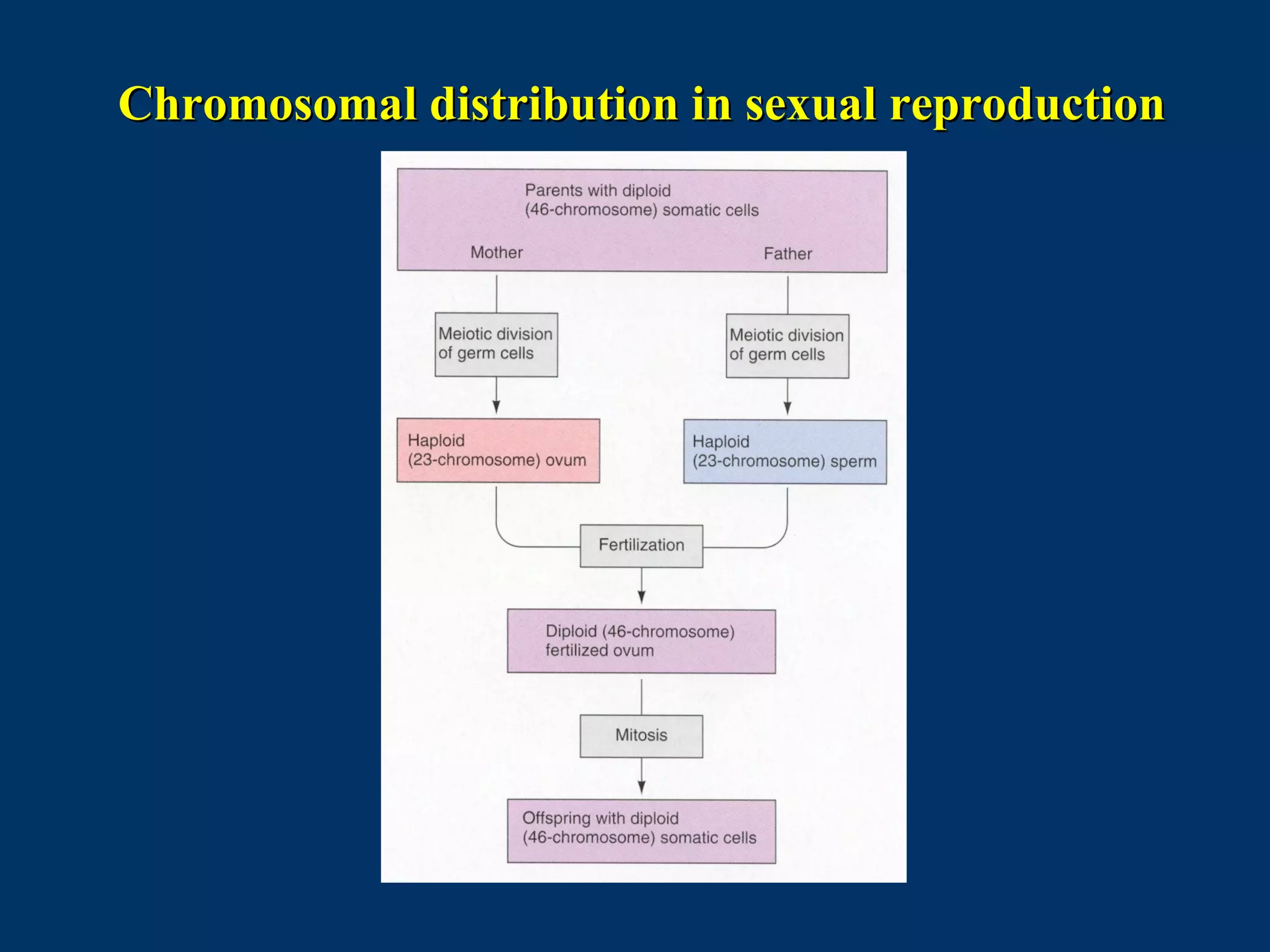Chromosomal distribution in sexual reproductionChromosomal distribution in sexual reproduction
 