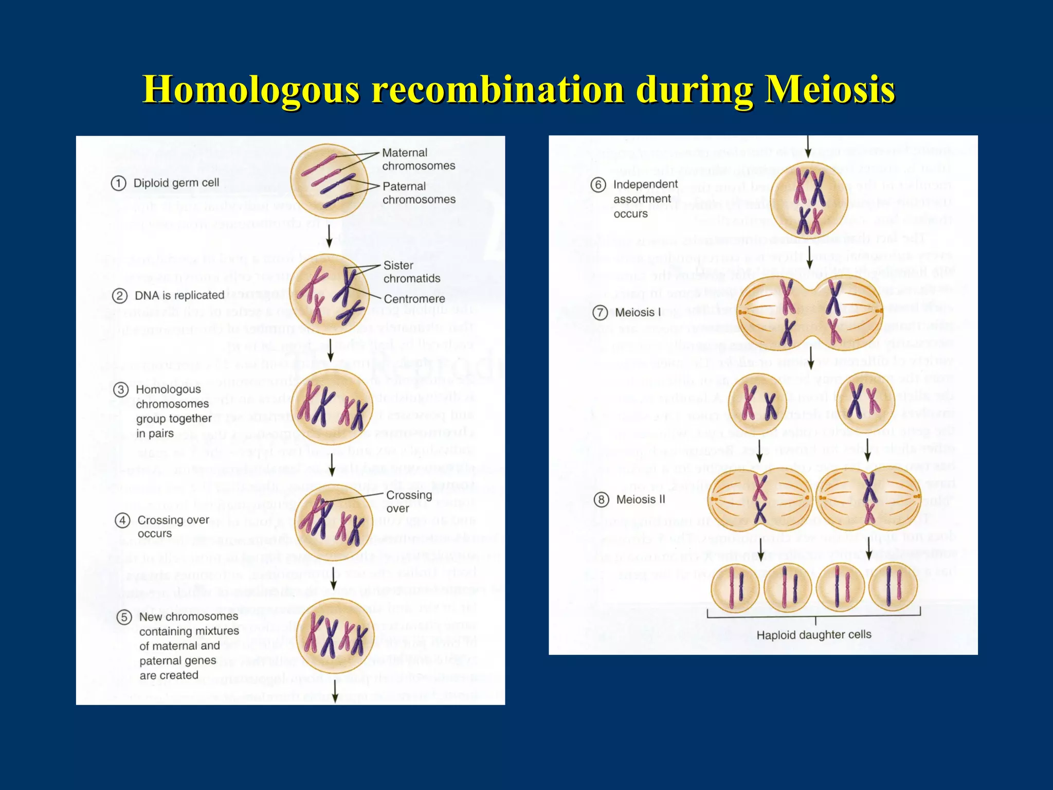 Homologous recombination during MeiosisHomologous recombination during Meiosis
 