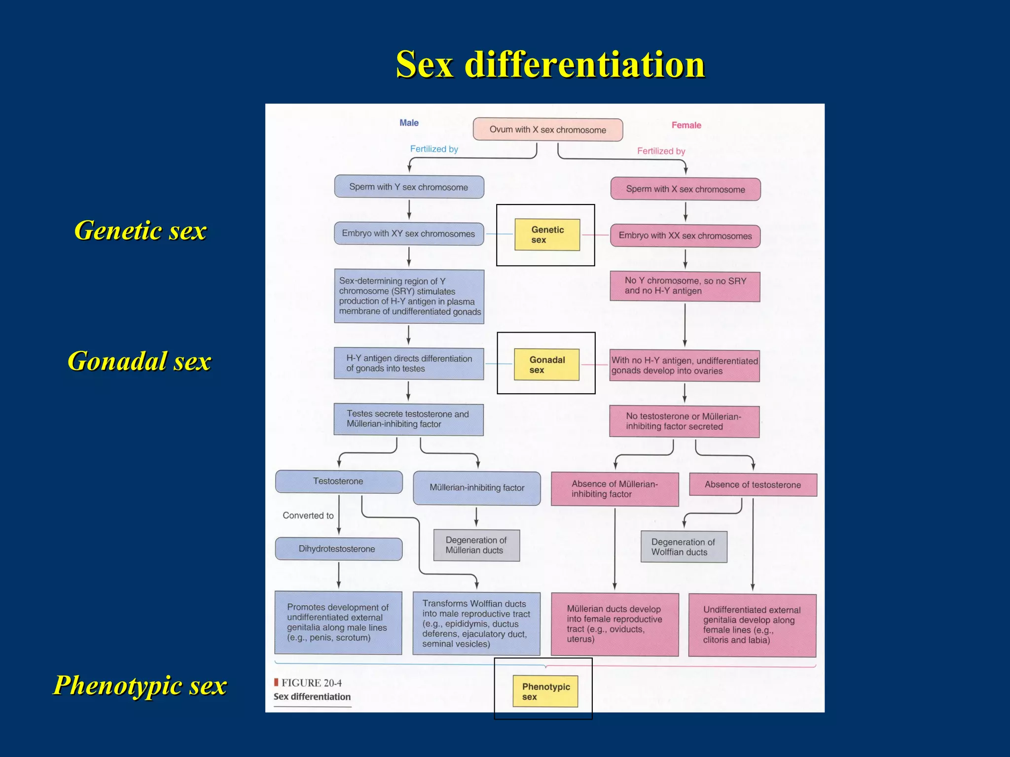 Sex differentiationSex differentiation
Genetic sexGenetic sex
Gonadal sexGonadal sex
Phenotypic sexPhenotypic sex
 