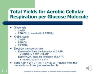 Total Yields for Aerobic Cellular Respiration per Glucose Molecule Glycolysis 2 ATP 2 NADH (converted to 2 FADH 2 ) Kreb’s cycle 2 ATP 8 NADH 2 FADH 2 Electron transport chain Each NADH fuels the formation of 3 ATP. 8 NADH x 3 ATP = 24 ATP Each FADH 2  fuels the formation of 2 ATP. 4 FADH 2  x 2 ATP = 8 ATP Total ATP = 2 + 2 + 24 + 8 = 36 ATP made from the metabolism of one glucose molecule. Copyright © The McGraw-Hill Companies, Inc. Permission required for reproduction or display. 6- 