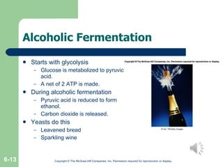 Alcoholic Fermentation Starts with glycolysis Glucose is metabolized to pyruvic acid. A net of 2 ATP is made. During alcoholic fermentation Pyruvic acid is reduced to form ethanol. Carbon dioxide is released. Yeasts do this Leavened bread Sparkling wine Copyright © The McGraw-Hill Companies, Inc. Permission required for reproduction or display. 6- 