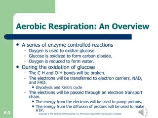 Aerobic Respiration: An Overview A series of enzyme controlled reactions Oxygen is used to oxidize glucose. Glucose is oxidized to form carbon dioxide. Oxygen is reduced to form water. During the oxidation of glucose The C-H and O-H bonds will be broken. The electrons will be transferred to electron carriers, NAD, and FAD. Glycolysis and Kreb’s cycle The electrons will be passed through an electron transport chain. The energy from the electrons will be used to pump protons. The energy from the diffusion of protons will be used to make ATP. Copyright © The McGraw-Hill Companies, Inc. Permission required for reproduction or display. 6- 