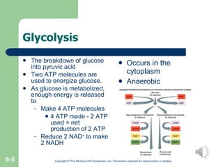 Glycolysis The breakdown of glucose into pyruvic acid Two ATP molecules are used to energize glucose. As glucose is metabolized, enough energy is released to Make 4 ATP molecules 4 ATP made - 2 ATP used = net production of 2 ATP Reduce 2 NAD +  to make 2 NADH Occurs in the cytoplasm Anaerobic Copyright © The McGraw-Hill Companies, Inc. Permission required for reproduction or display. 6- 