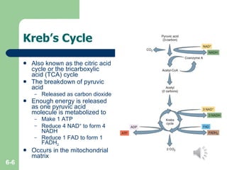 Kreb’s Cycle Also known as the citric acid cycle or the tricarboxylic acid (TCA) cycle The breakdown of pyruvic acid Released as carbon dioxide Enough energy is released as one pyruvic acid molecule is metabolized to Make 1 ATP Reduce 4 NAD +  to form 4 NADH Reduce 1 FAD to form 1 FADH 2. Occurs in the mitochondrial matrix 6- 