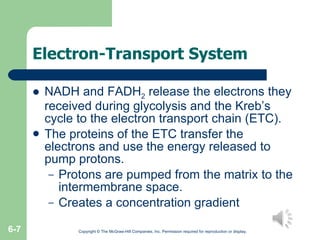 Electron-Transport System NADH and FADH 2  release the electrons they received during glycolysis and the Kreb’s cycle to the electron transport chain (ETC). The proteins of the ETC transfer the electrons and use the energy released to pump protons. Protons are pumped from the matrix to the intermembrane space. Creates a concentration gradient Copyright © The McGraw-Hill Companies, Inc. Permission required for reproduction or display. 6- 