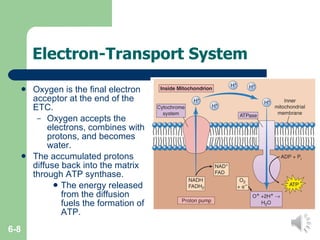 Electron-Transport System Oxygen is the final electron acceptor at the end of the ETC. Oxygen accepts the electrons, combines with protons, and becomes water. The accumulated protons diffuse back into the matrix through ATP synthase. The energy released from the diffusion fuels the formation of ATP. 6- 