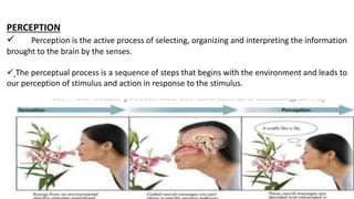 Lecture Sensation perception and attention.pptx