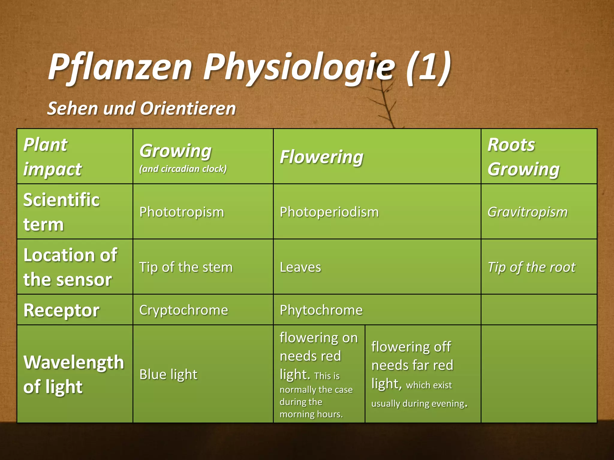 Pflanzen Physiologie (1)
Plant
impact
Growing
(and circadian clock)
Flowering
Roots
Growing
Scientific
term
Phototropism Photoperiodism Gravitropism
Location of
the sensor
Tip of the stem Leaves Tip of the root
Receptor Cryptochrome Phytochrome
Wavelength
of light
Blue light
flowering on
needs red
light. This is
normally the case
during the
morning hours.
flowering off
needs far red
light, which exist
usually during evening.
Sehen und Orientieren
 