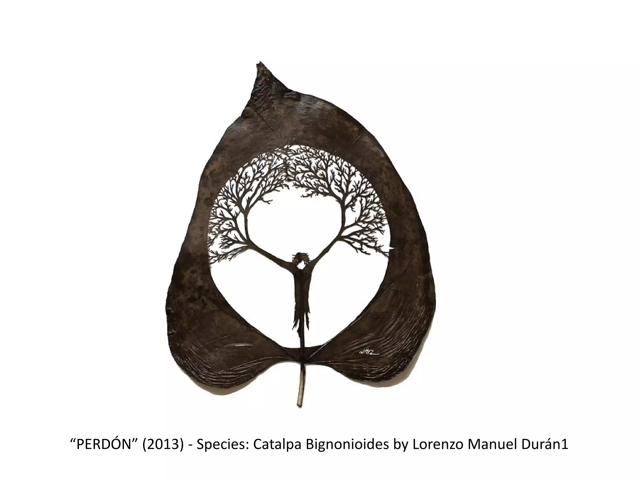 “PERDÓN” (2013) - Species: Catalpa Bignonioides by Lorenzo Manuel Durán1
 